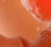 11TH nedelje trudnoće - promjene u tijelu i fetusa žene