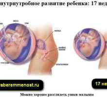 17 Tjedna trudnoće