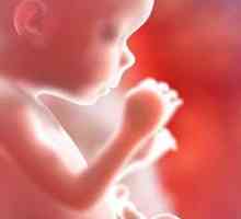 18. Nedelje trudnoće - beba završila veličine grejpfruta