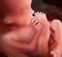 27 Tjedna trudnoće: beba težina
