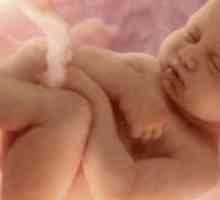 33 Tjedna trudnoće: beba težina