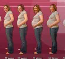 35 Tjedna trudna: stomak dole