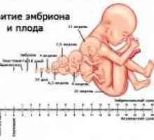 Akušerskih i fetalne faze trudnoće