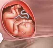 Trudnoća 28 sedmica, težina fetusa