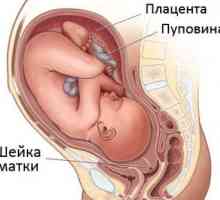 Dužinu cerviksa u trudnoći po nedeljama