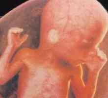 Koliki je fetus 27 tjedna trudna?