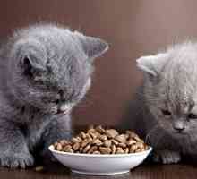 Koje proizvode ne vrijedi hranjenje domaće mačke