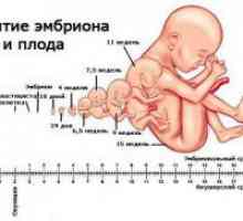 Trudnoća Kalendar: razvoj fetusa u različitim fazama