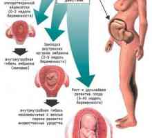 Lijekovi u trudnoći