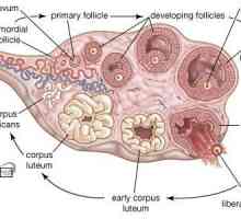 Sedam dana nakon ovulacije - šta se dešava u ženskom tijelu