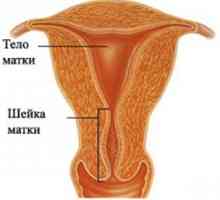 Normalno cervikalne dužina tokom trudnoće