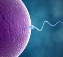 Oplodnja: put sperme na jaje