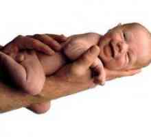 Glavne karakteristike novorođenčadi