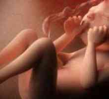 Dimenzije fetusa u 31 tjedna