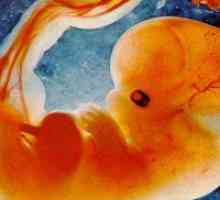 Fetalni razvoj na 6 tjedana trudnoće