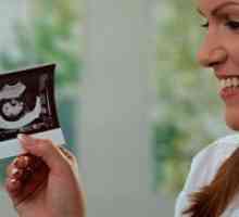 Razvoj fetusa u prvom tromjesečju trudnoće