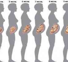 Tabela fetus od nedelje trudnoće
