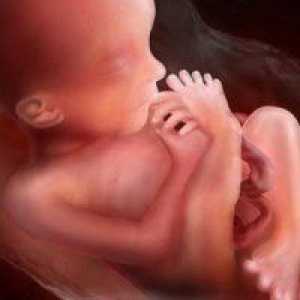 27 Tjedna trudnoće: beba težina