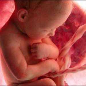 36 Nedelja: fetus