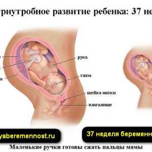 37 Tjedna trudnoće