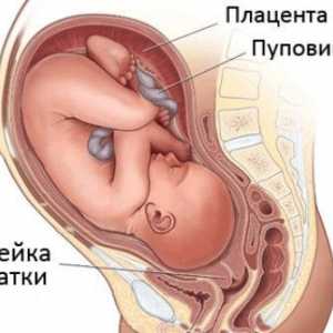 Dužinu cerviksa u trudnoći po nedeljama