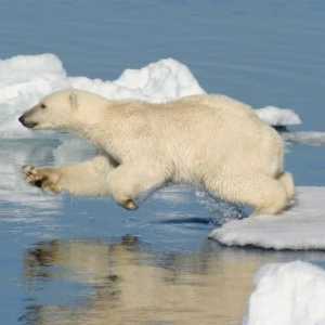 Izvještaj o polarni medvjed za djecu