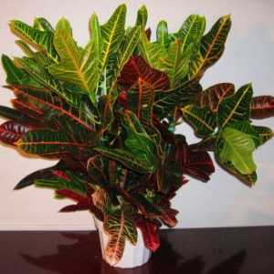 Fotografija vrste Croton, kućnu njegu za biljke