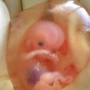 Kao fetus razvija u 9 sedmica trudnoće?