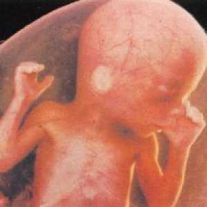 Koliki je fetus 27 tjedna trudna?